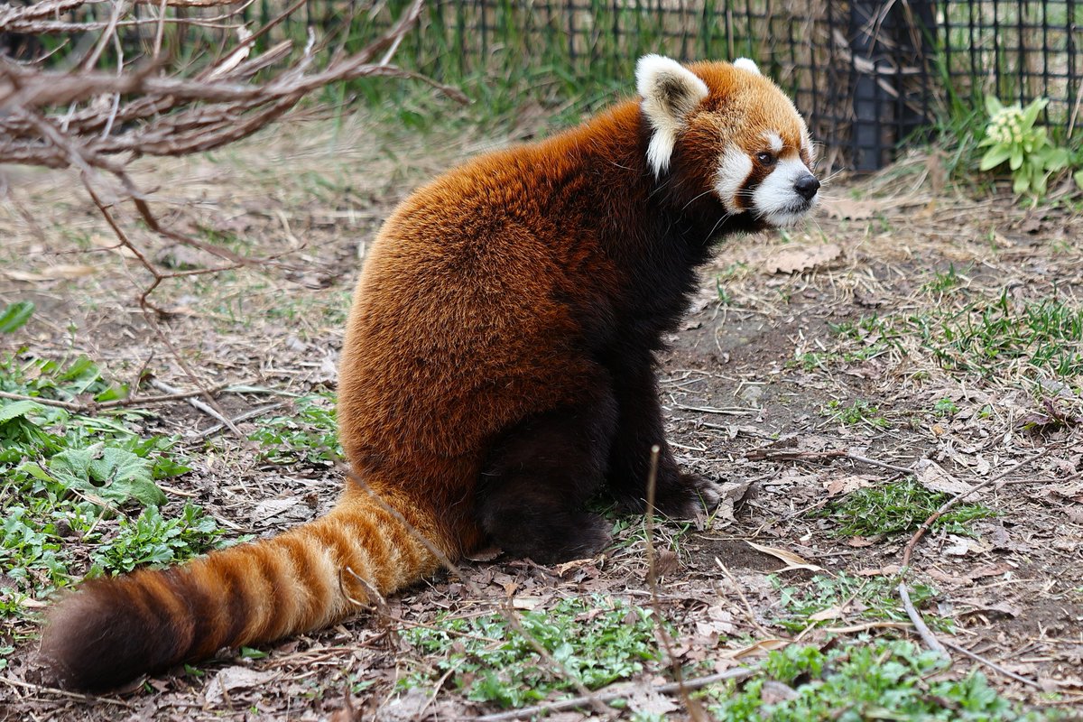 おすわり
#レッサーパンダ #円山動物園 #redpanda #zoo