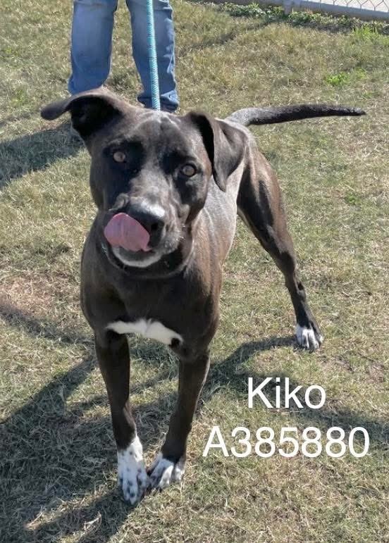 LisaBrabson's tweet image. KIKO #A385880 1YR7MO 
I think this guy is so Gorgeous!
Such a beautiful bright mahogany coat,he absolutely glows!
Great personality,playful,young,energetic,eager to plz!
Save this darling boy,HE DOESN'T WANT TO DIE 
PLZ #ADOPT #FOSTER OR #PLEDGE FOR RESCUE #CORPUSCHRISTI #TX ⌛️