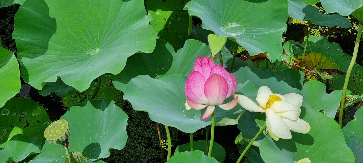 🎪🐙고동🐙 tweet media