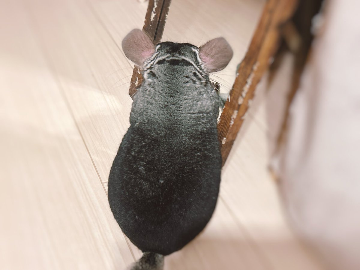きなこもこ tweet media