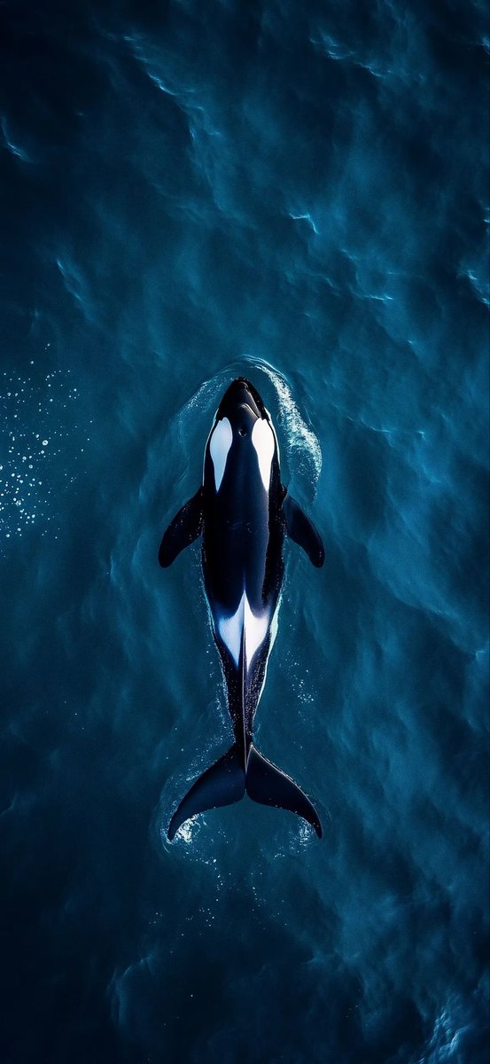 ˚⊱𝑑𝑎𝑛𝑎ℎ⊰˚ tweet media