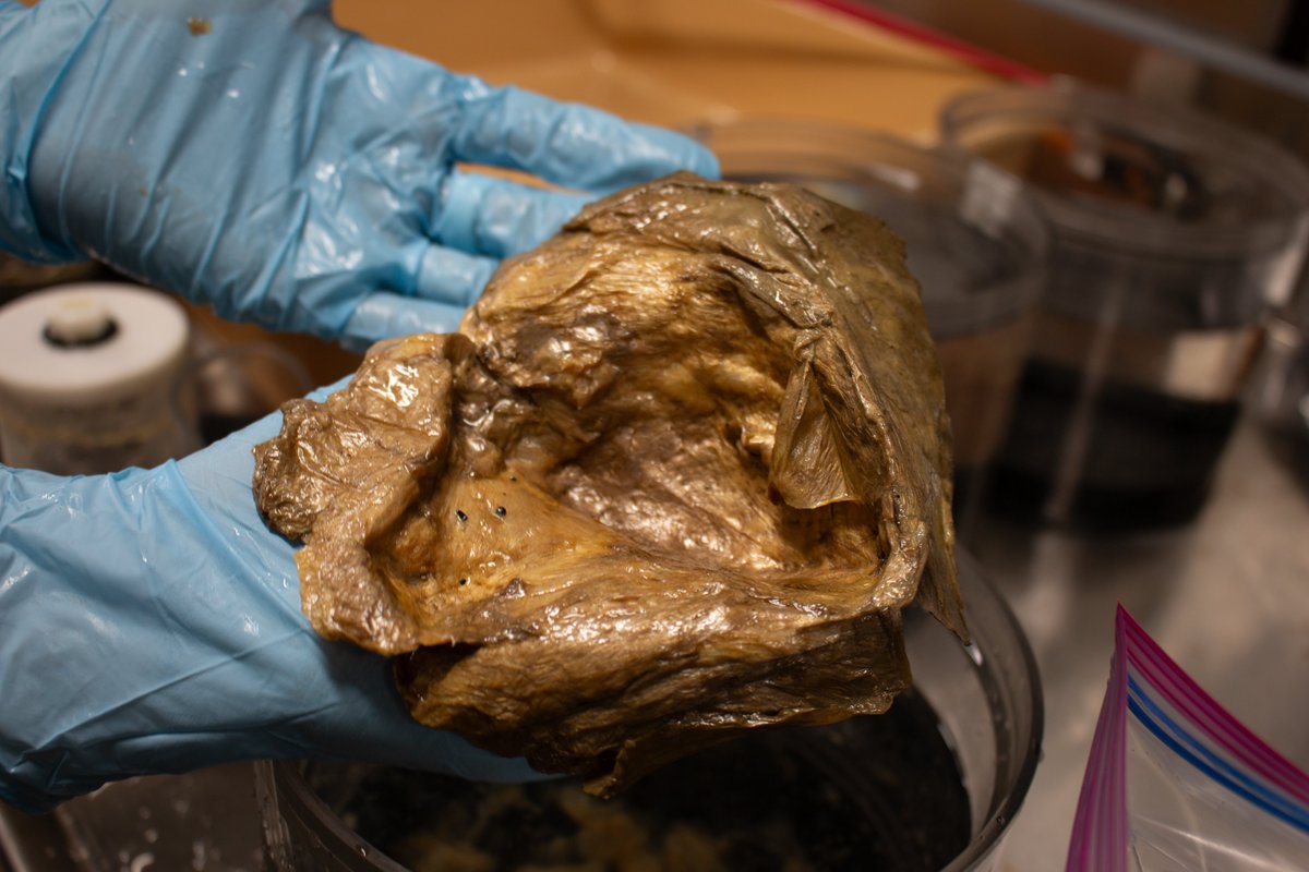 The science -- and excitement -- of discovery:  

Scientists reveal identity of mysterious ‘golden orb’ collected during NOAA expedition

Check out our special #EarthDayNOAA feature story:
noaa.gov/news/scientist…

via <a href="/NOAAResearch/">NOAA Research</a> &amp; NOAA  <a href="/oceanexplorer/">NOAA Ocean Exploration</a>  
#GoldenOrb