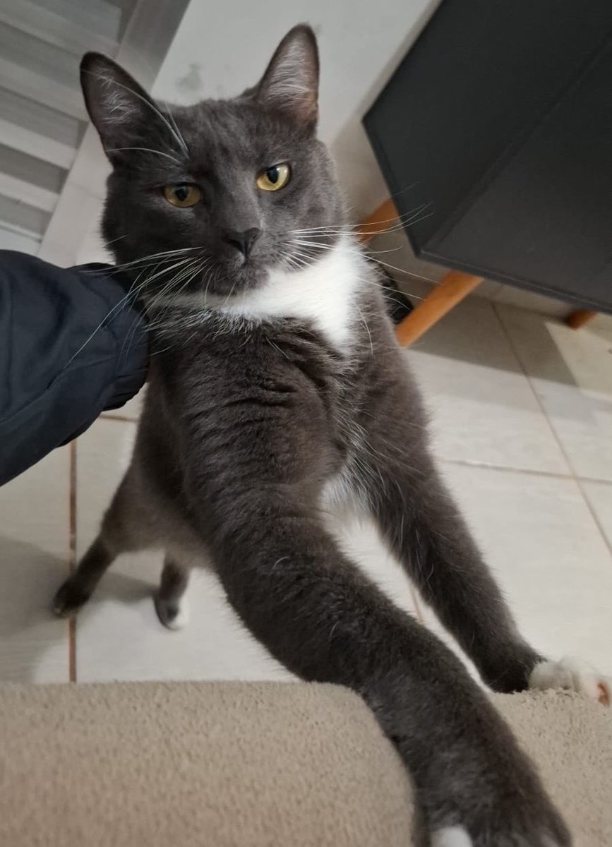 becaralha tweet media