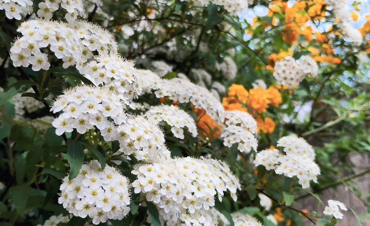 かや＠のわち tweet media