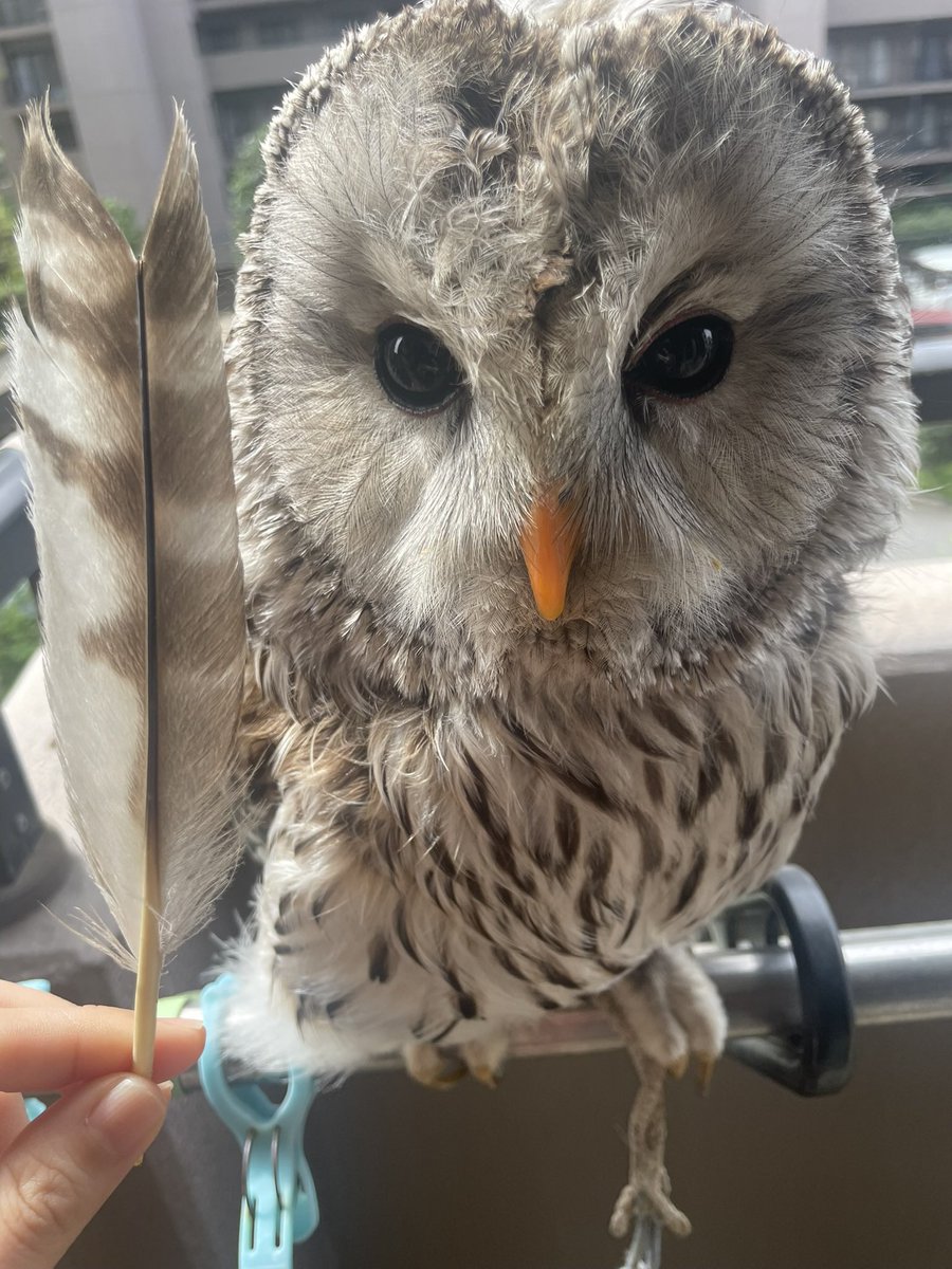 星野 沙織(violin) tweet media