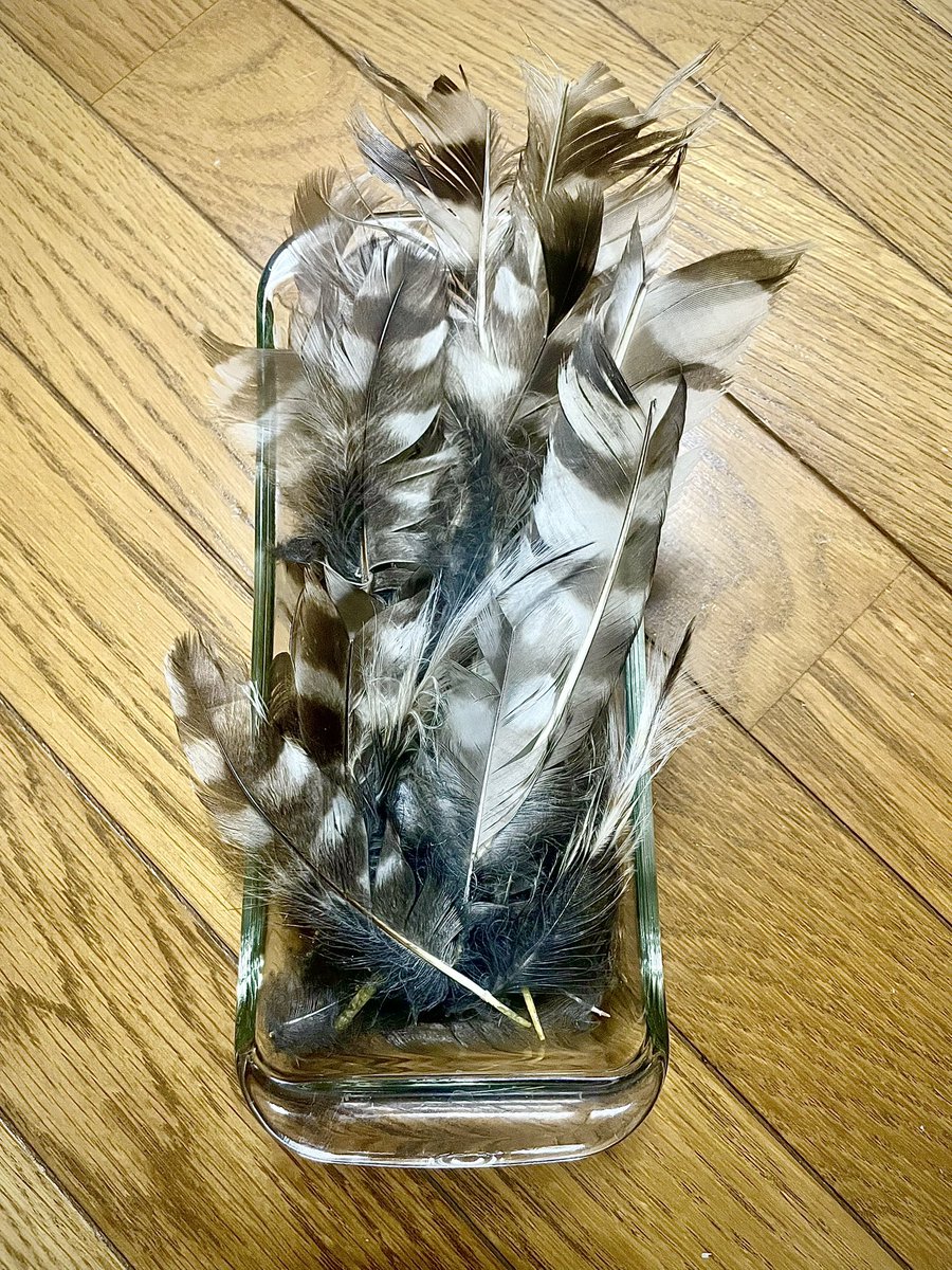 星野 沙織(violin) tweet media