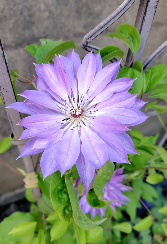 エミュー tweet media