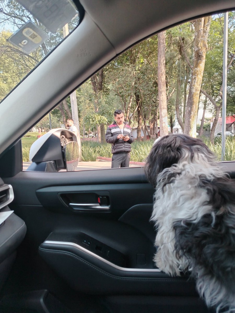 Arcioninfo's tweet photo. El sujeto me acosó desde la Glorieta de los Coyotes. Cerca de Av. La Paz me aventó el camión, chocando contra un árbol y destrozando mi espejo. Al seguirlo, pasajeros bajaron aterrados en Las Palmas pidiendo ayuda a policías porque el chofer venía drogado. #MovilidadSegura #CDMX https://t.co/5y3wRavTNt