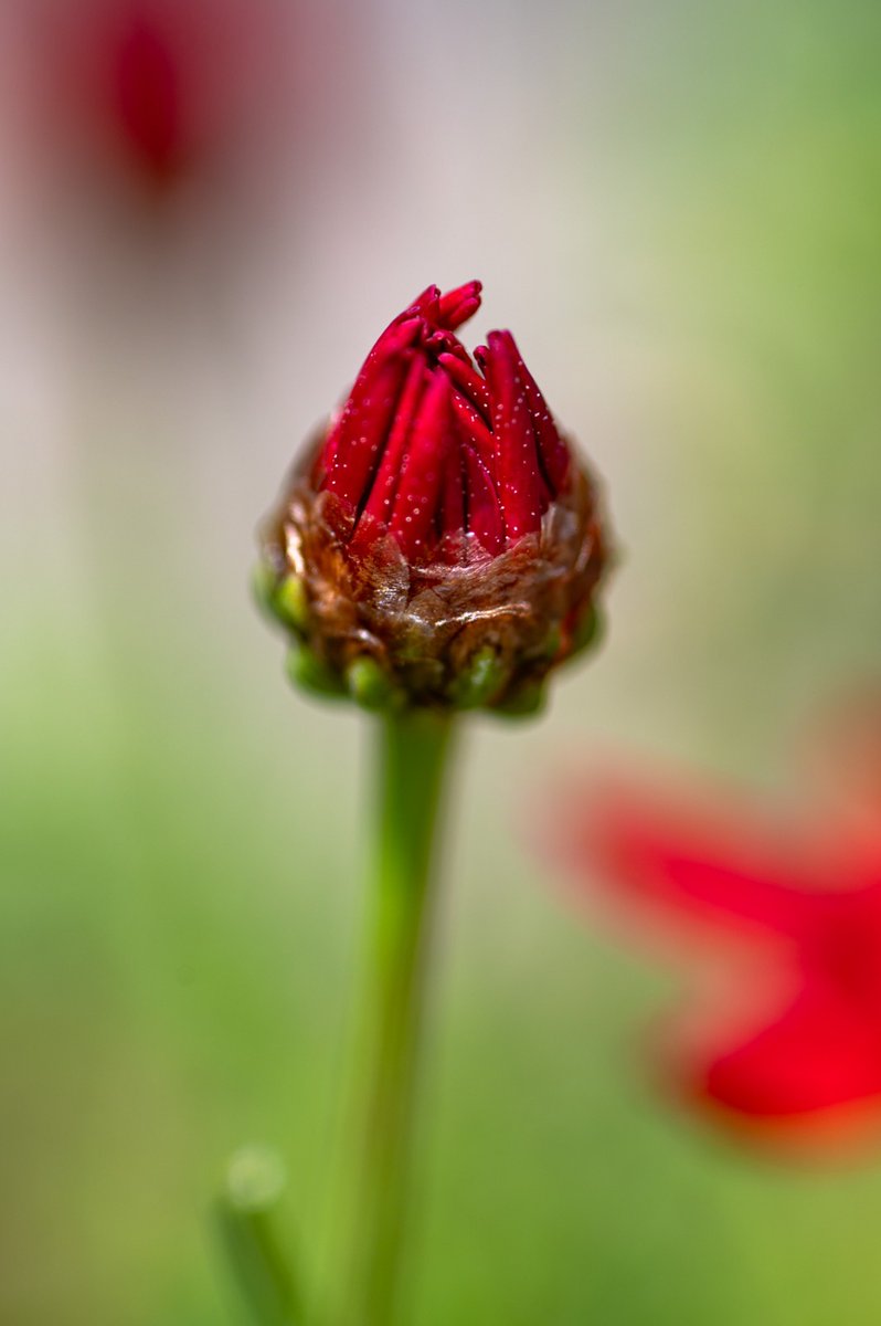 lluisridao's tweet image. #macro #red #green #hacerfotos #ia o no #ia
