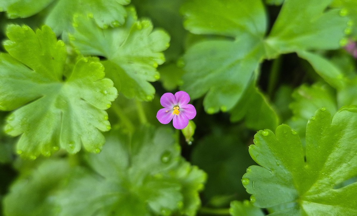 Ozymandiasdust's tweet image. A little flash of pink... 😊 #Devon #wildflower #Geranium