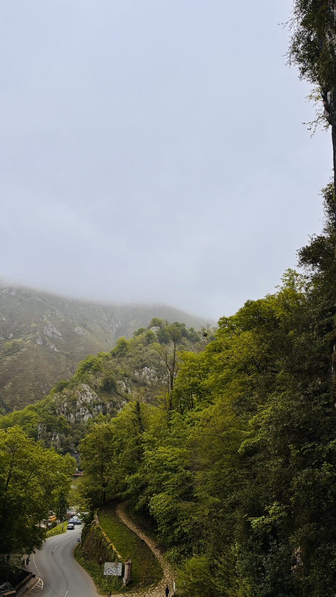 🍄Selodris 🍁 tweet media