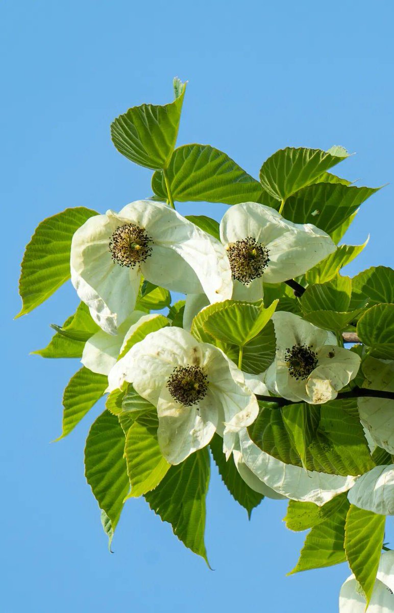 david may tweet media