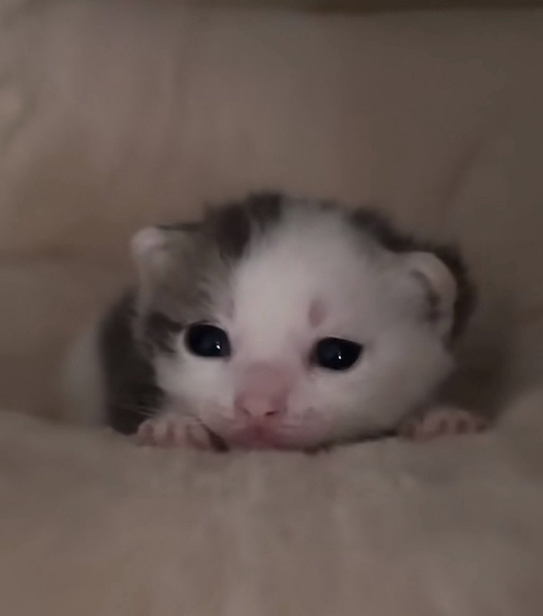 🍃Ⓐ𝕜𝕙𝕒𝕣𝕕.😼 tweet media