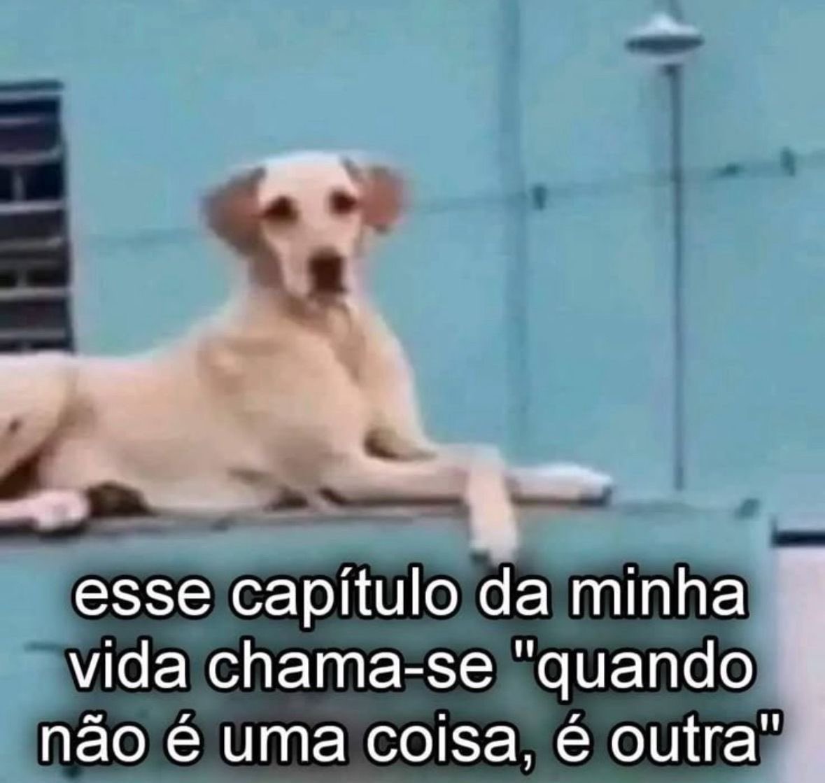 Pagina lixo tweet media