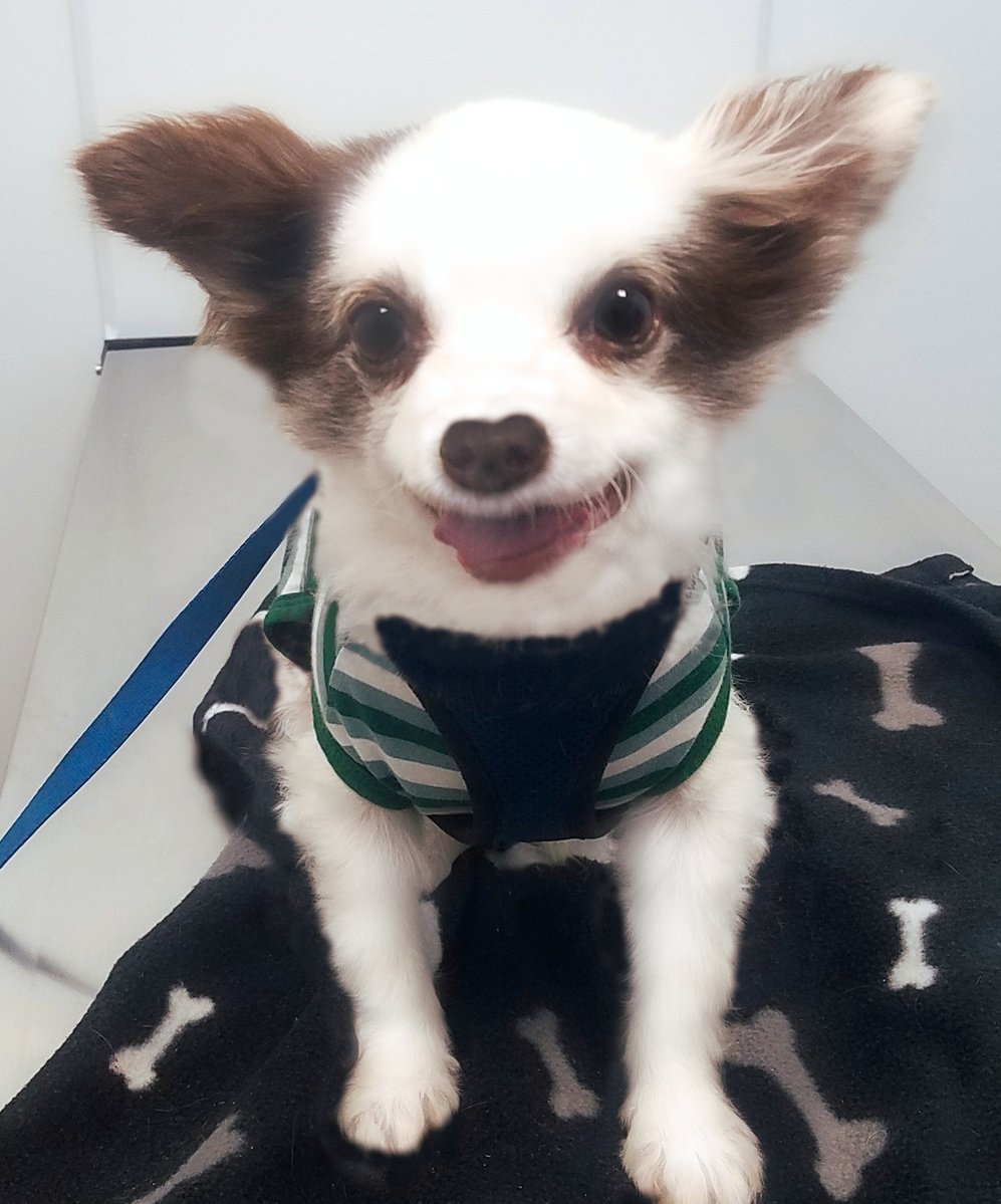 Yesterday at da 🚨Pawmergency Vet, da Vetty Lady gave me a shot in my tail that took away all da pain!
When we was ready to leave she said to Mama:
"He's sooo CUTE! And such a lovie!"😍
I flashed her a smile &amp; said:
"I am Da Boo. How YOO doin?"☺️😂💕
RETWEET🙏❤️🐶
#dogsofX #ZSHQ