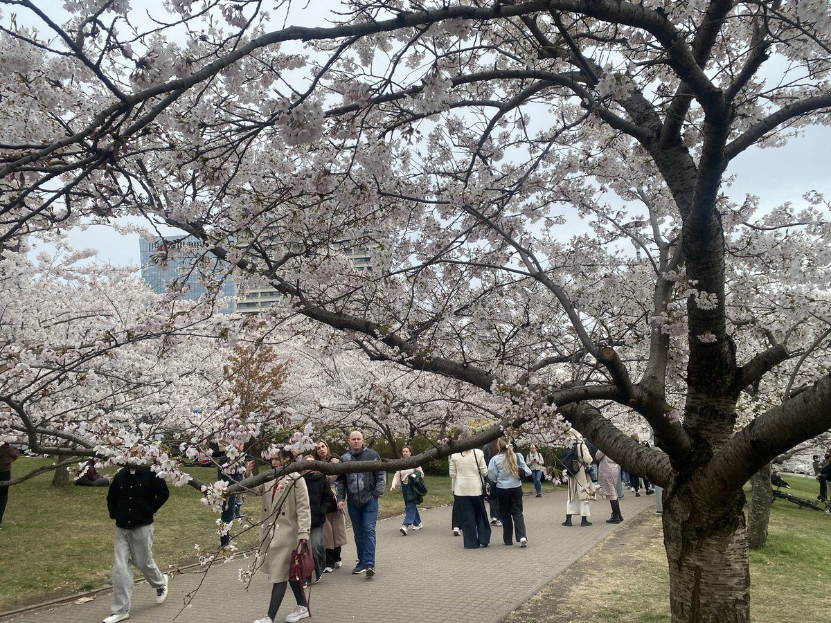 MVitureau's tweet image. #sakura #vilnius #japon #histoire
Les sakuras fleurissent dans le jardin Sugihara, en hommage au consul japonais qui a sauvé la vie de 6000 Juifs au début de la Seconde guerre mondiale.