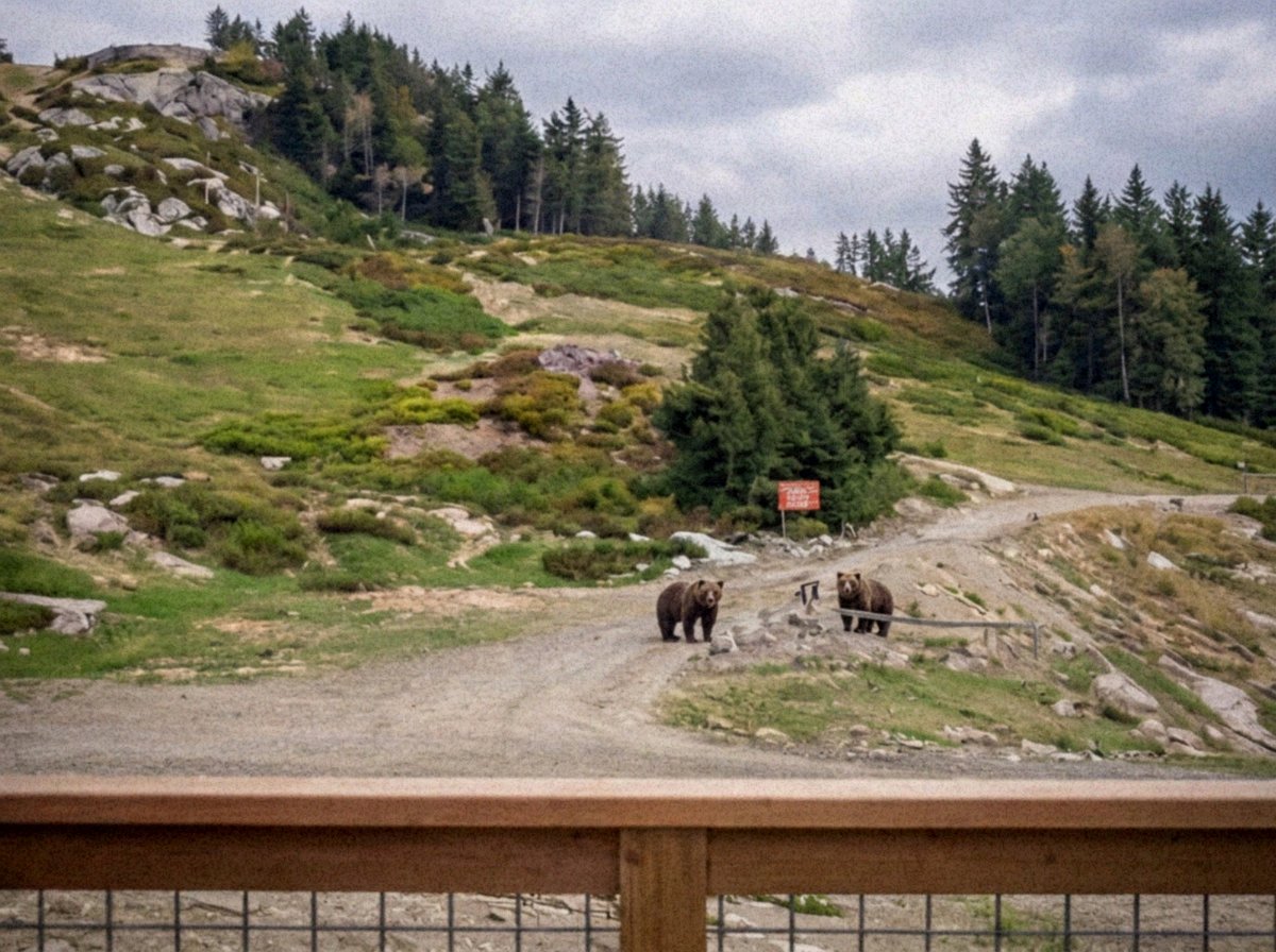 julie_katze(✸,✸) 🤟🇭🇰 🇹🇼 🇮🇱 tweet media