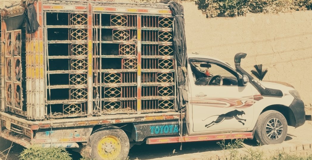 NUQTA31's tweet image. #Alert
The banned TTP seized a pickup truck loaded with broilers in the Mir Ali area of North Waziristan this morning, heading towards the Miranshah camp. Previously, in Bannu, TTP militants had taken a large number of cattle from a military farm.
