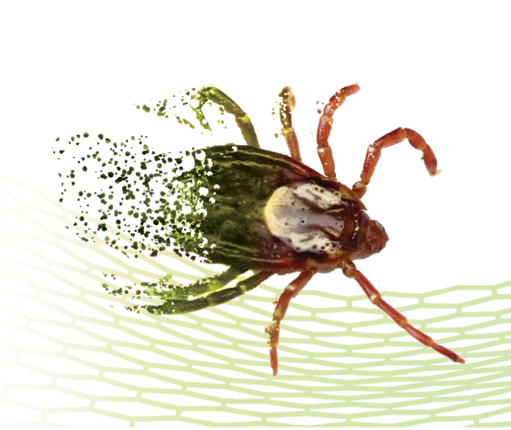 From tick identification to the most common infestation sites, our #tick insect page can go a long way in helping you determine the right tick control program for your customers. Learn more about where ticks are found, the different ways you can treat for them here: