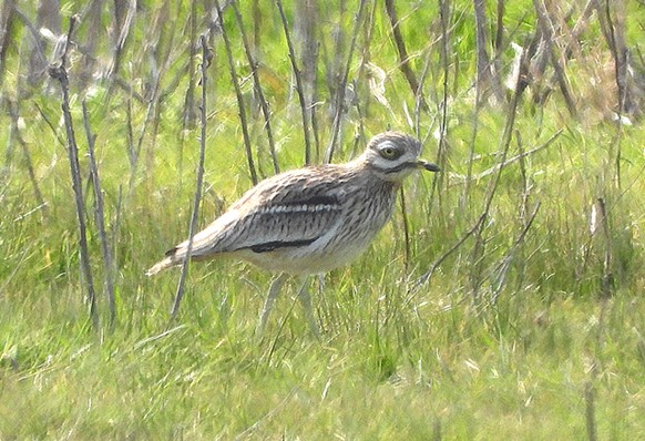 rhbirding's tweet photo. Very pleased to connect with the Stone Curlew at Easington today! https://t.co/Nd51cHtOUg