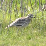Photo by Roy Harvey (@rhbirding)
