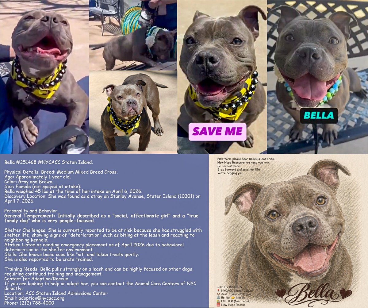 MSC1111's tweet image. x.com/i/status/20467…
Bella #251468  just a 1 yo, 45 lbs 
#NYCACC #StatenIsland
@PoundHoundsResQ @muddypawsNE @AMAAnimalRescue @MiracleLnResq @SCARRescue @nycscr @bestfriends
@WaggytailRescue @BadassDogRescue @ForBlakesSake @AmsterDogRescue