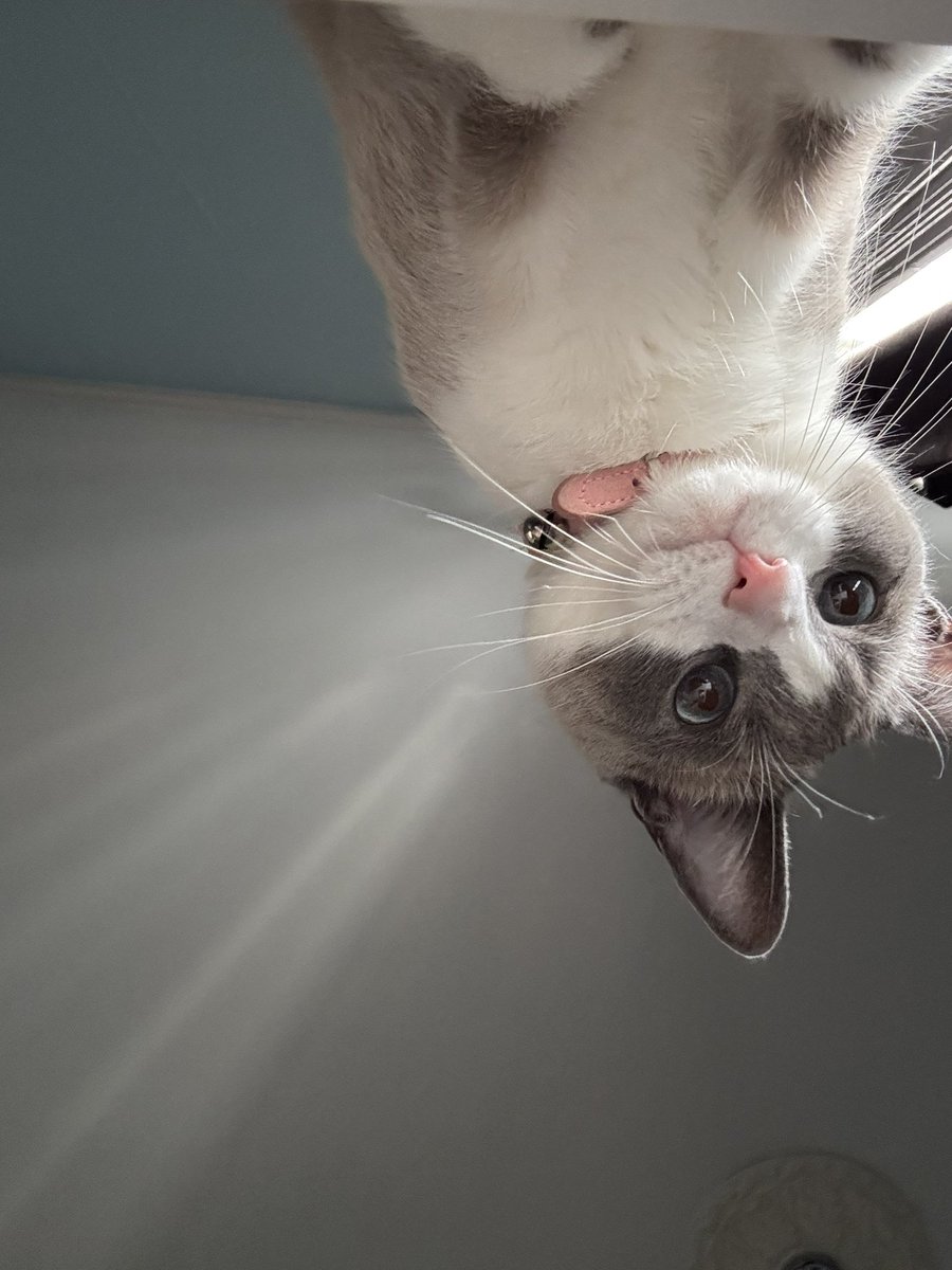 mya 🗡️ tweet media