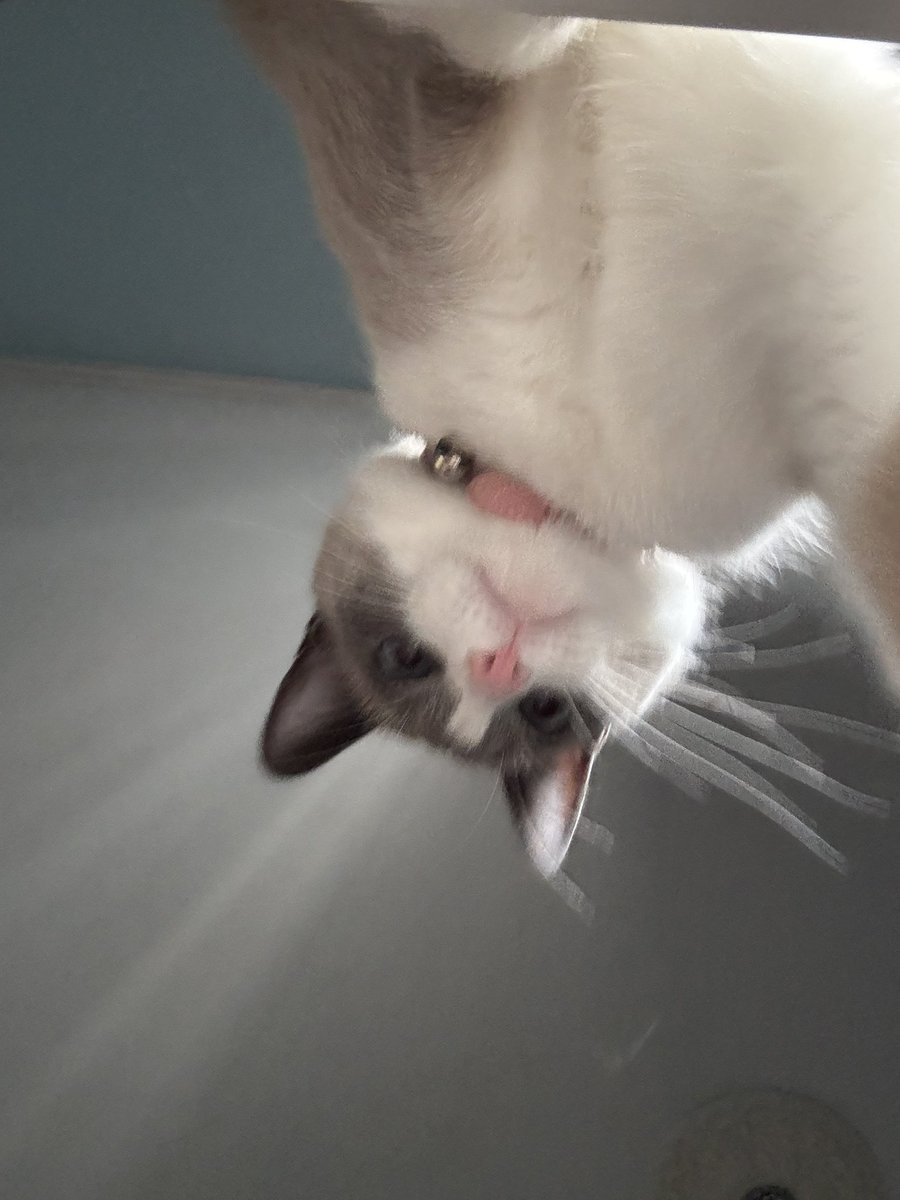 mya 🗡️ tweet media