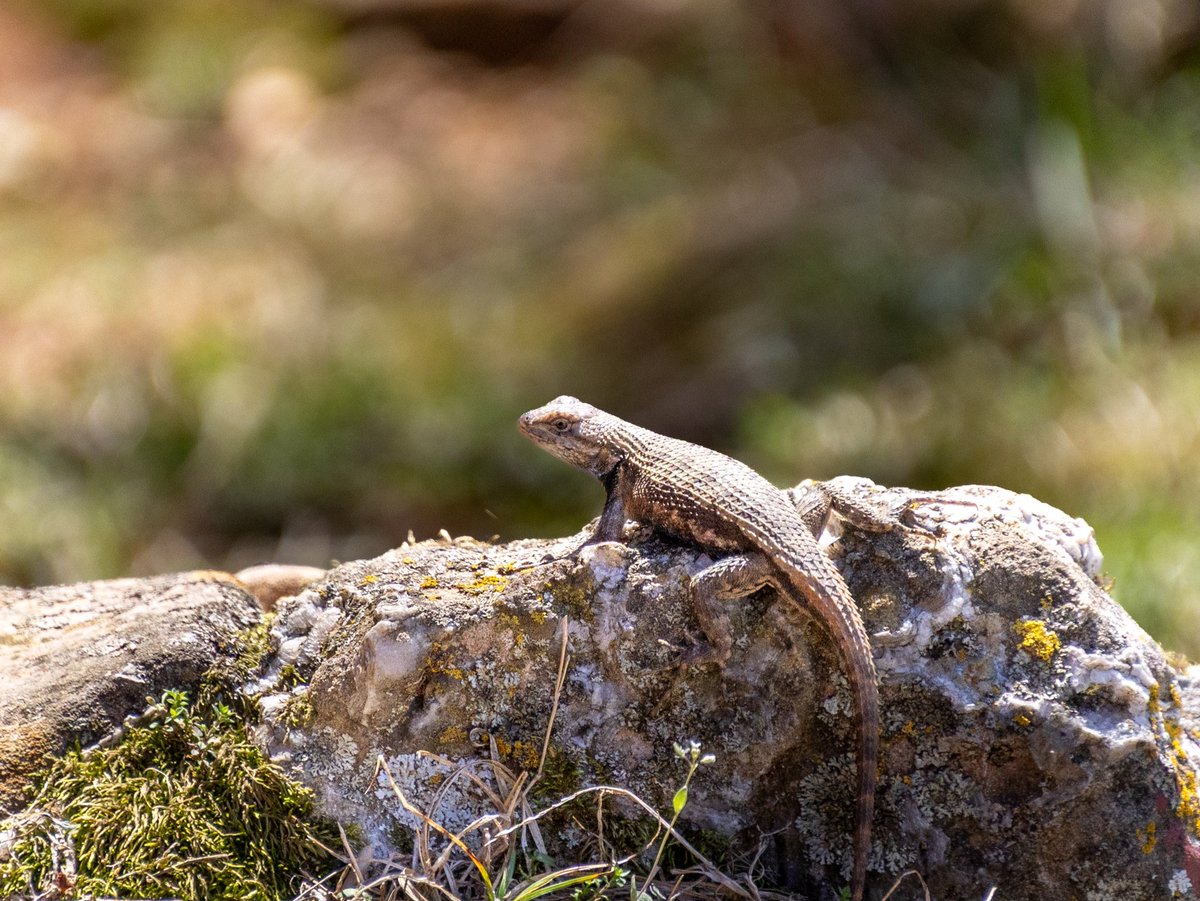 WaltherJs's tweet image. #fencelizard 
#lizard #reptiles #outdoors #wildlife