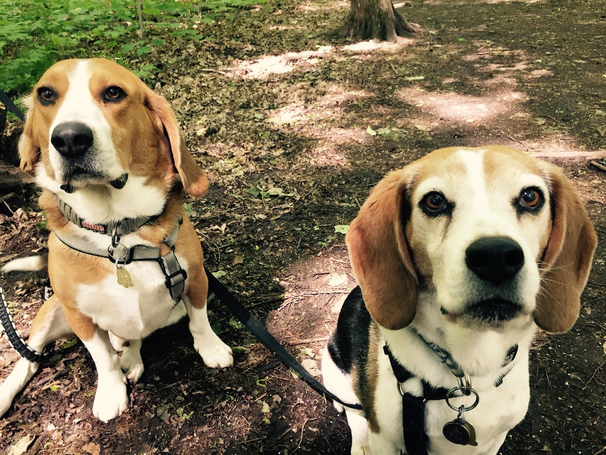 HoundDogLove1's tweet image. Charlie 🌈 and Pete! The original beagle duo! This was the first adventure for Pete and Charlie made sure to introduce him to the fun of camping! #beagle #nationalbeagleday #camping