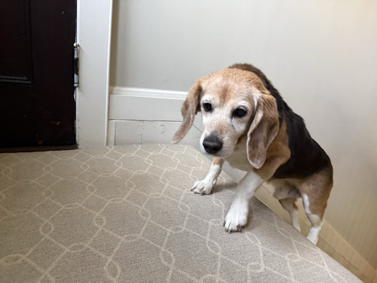 Mason BFP 🐞and 😇 Millie 🌈 tweet media