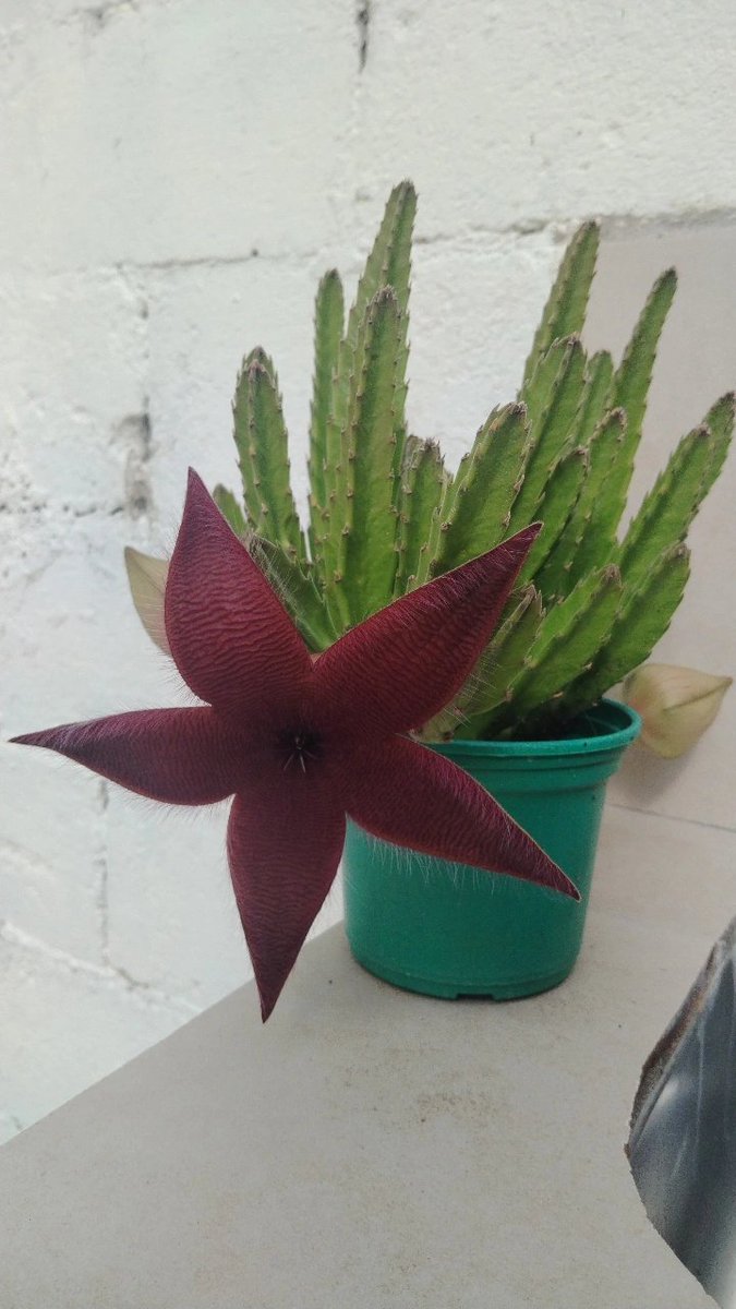 𝐀𝐠𝐮𝐬𝐬 ໑̣🫧🪩 está de luto tweet media