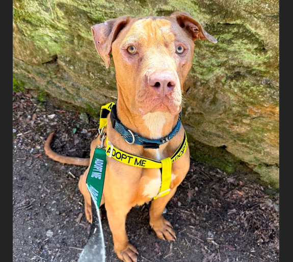 HollywoodDogs's tweet image. Nova, a "sweet, social and affectionate" 4-year-old Pit Bull mix at a full shelter in #Philadelphia, #PA, is in IMMEDIATE need of adoption, a foster home, or rescue adoptapet.com/pet/47560481-p… #URGENT #PitBull #AdoptableDogofDay 🐶