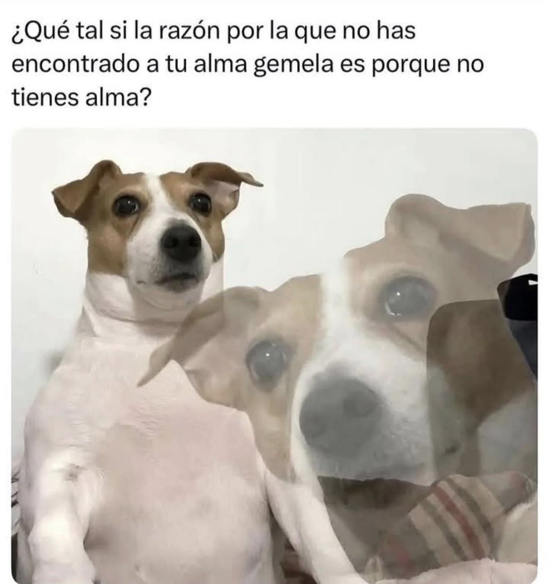 El Maguito tweet media