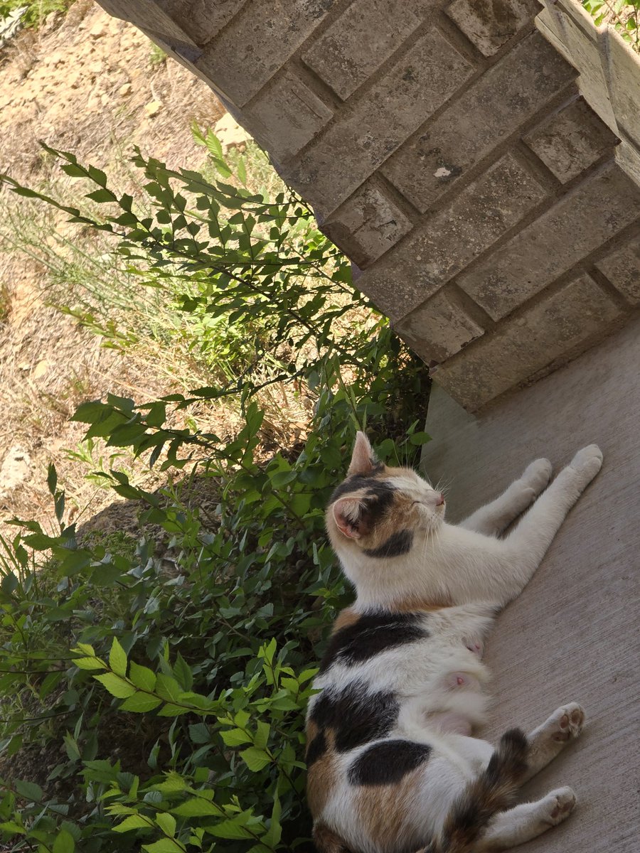 NappinGinger's tweet photo. Setting up for today's work and noticed our daily visitor. She looks like our Kali. She's  been visiting for about a year. https://t.co/GmEiAjJx0J