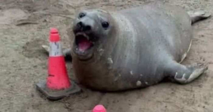 rep in a box 🏳️‍⚧️ tweet media