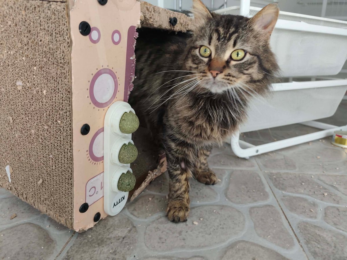 KotkowoPomocowo's tweet image. ⏳ Zostało 7 godzin!

On tylko chciał być czyjś… zamiast tego został wyrzucony jak rzecz.

Harald walczy o zdrowie — pomóżmy mu wygrać 💔

ratujemyzwierzaki.pl/harald2026

#Pomagamy #Koty