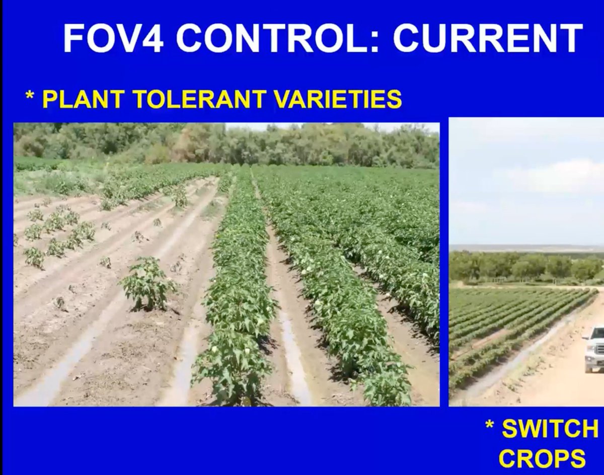Crop_Protection's tweet photo. Watch “FOV4: What’s the Latest and What Has Been Learned?” presented by Tom Isakeit (@TAMU) at the Texas State Support Committee Review 2025: https://t.co/2jhXPo9GwN

@TheCottonBoard @CCultivated @CottonInc https://t.co/Zag5oIs19P