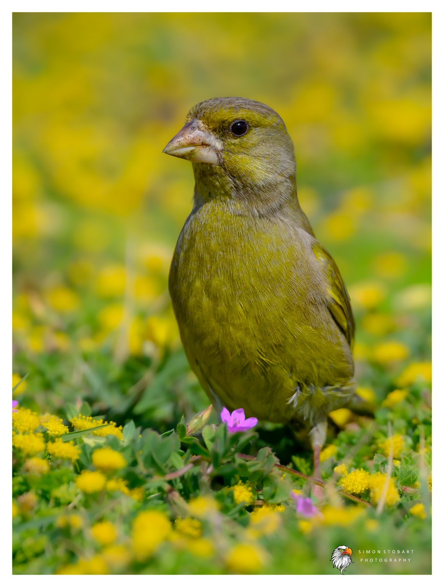 sherburnsi's tweet image. Greenfinch, Paphos Headland, Cyprus.
@teesbirds1
@Natures_Voice
@NatureUK
@WildlifeMag
@BBCSpringwatch
@UKNikon
#birds #wildlifephotography