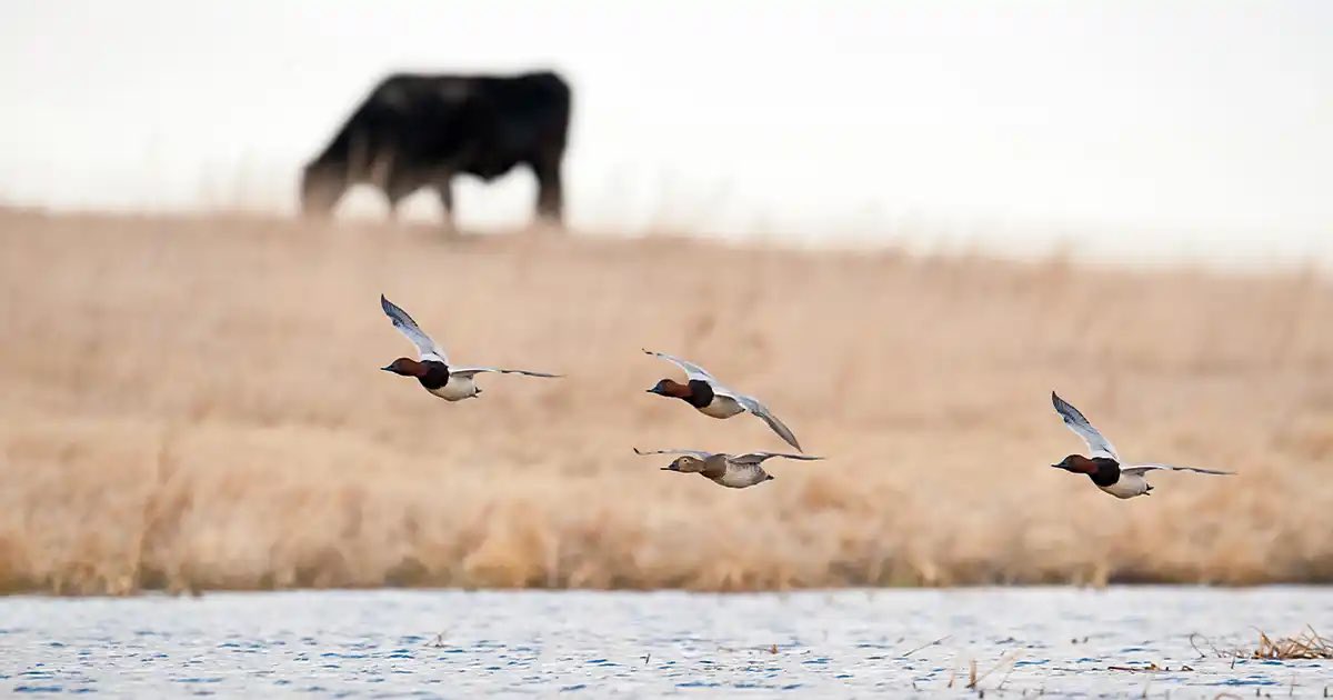 Ducks Unlimited tweet media