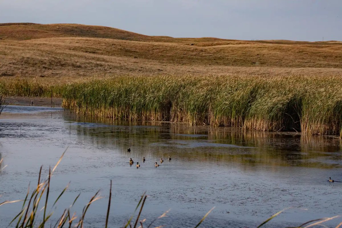 Ducks Unlimited tweet media
