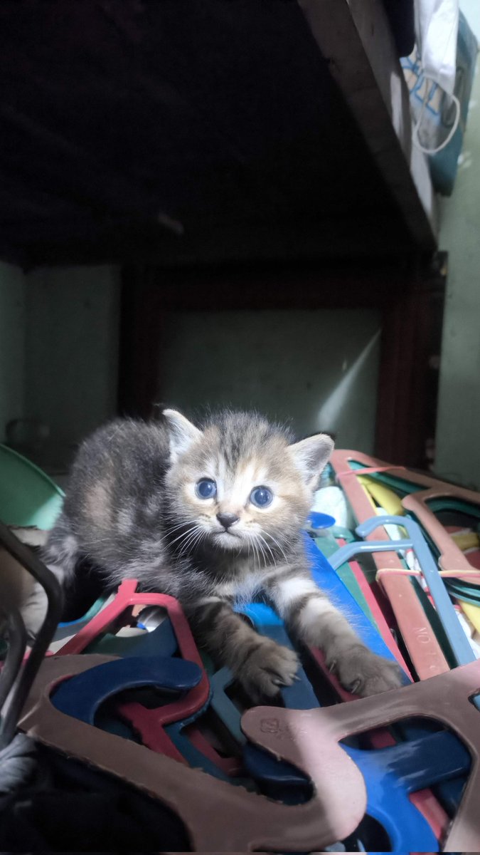 airospac3e's tweet photo. Pulang dengan hati berat, lalu bertemu kucing mungil ini. Aku ingin hidup lebih lama lagi https://t.co/OhqOkkYtK2