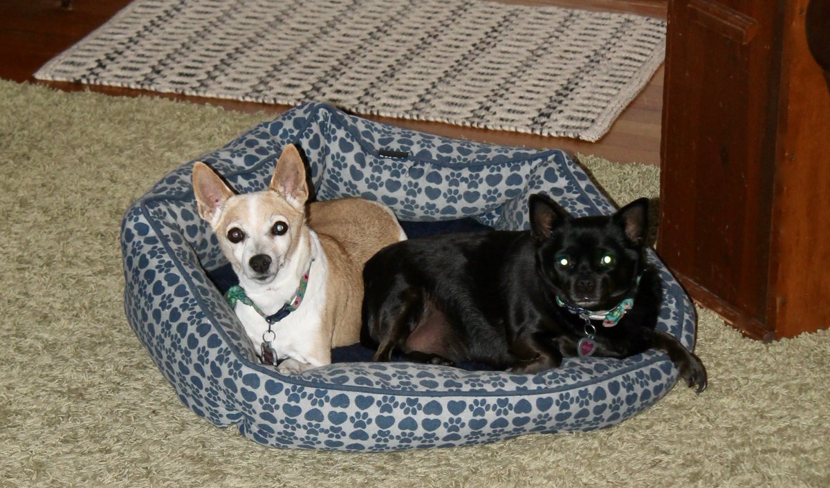 RexHavoc tweet media