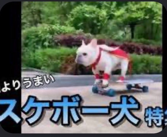 しろザウルス tweet media