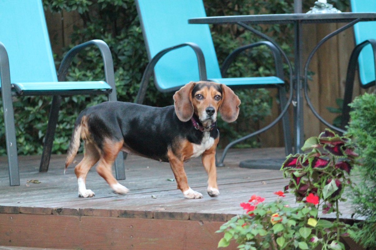 RexHavoc tweet media