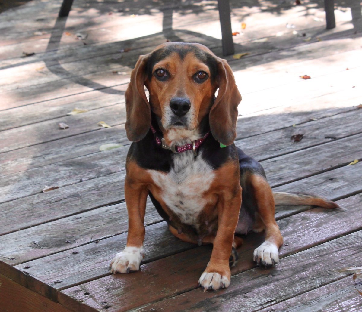 RexHavoc tweet media