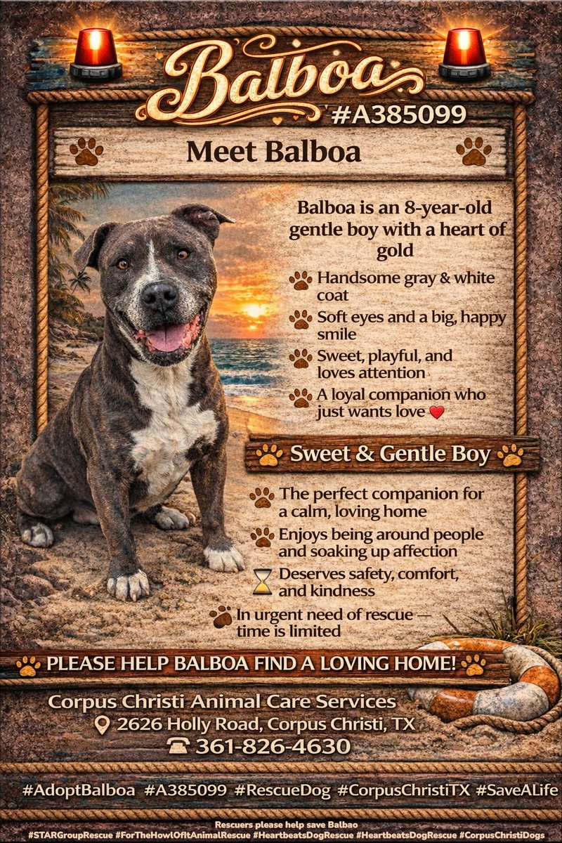 MSC1111's tweet image. ADOPT💖SHARE📣PLEDGE💛HELP🐶RT
💛Balboa #A385099 #CorpusChristi 🚨
He’s not asking for much… just a chance to live
ONE good hart can save him...
