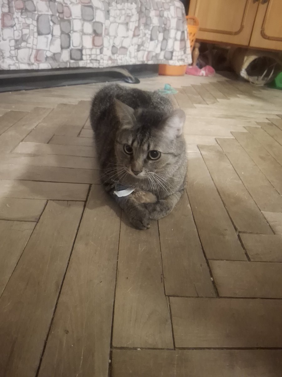 Котик і його нова мишка