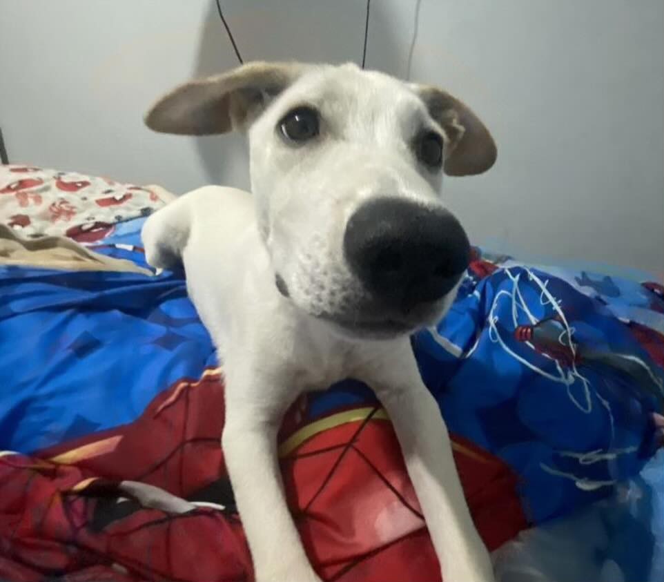 eltuitdemarsh's tweet photo. Buscan a Tomi (también responde al nombre de Enano), perdido en las cercanías del Estadio de Coquimbo. Es un bebé de tan sólo 4 meses. Si alguien lo ve, por favor retener y comunicarse al +56981898840. Favor RT!
#Coquimbo https://t.co/OrXOHrbNm9