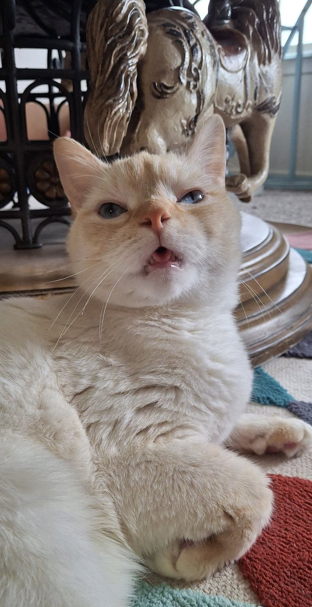 baby dog tweet media